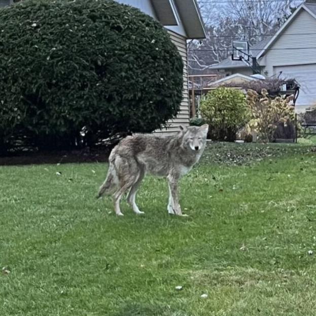 Madison police say residents should take caution around coyotes